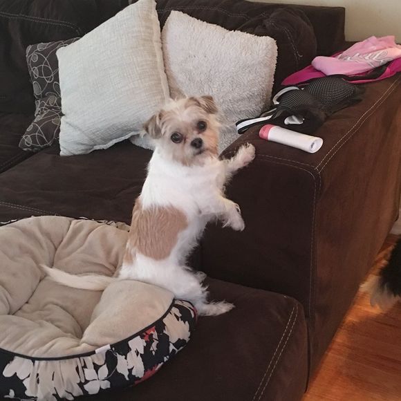 Meet your Posher, Kendall - Picture 1 of 1